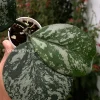 Hoya Obovata Silver Splash