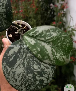Hoya Obovata Silver Splash