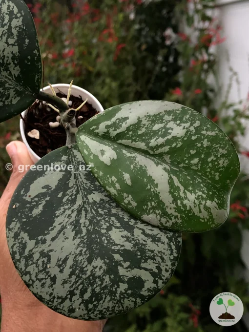 Hoya Obovata Silver Splash