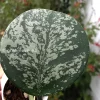Hoya Obovata Silver Splash