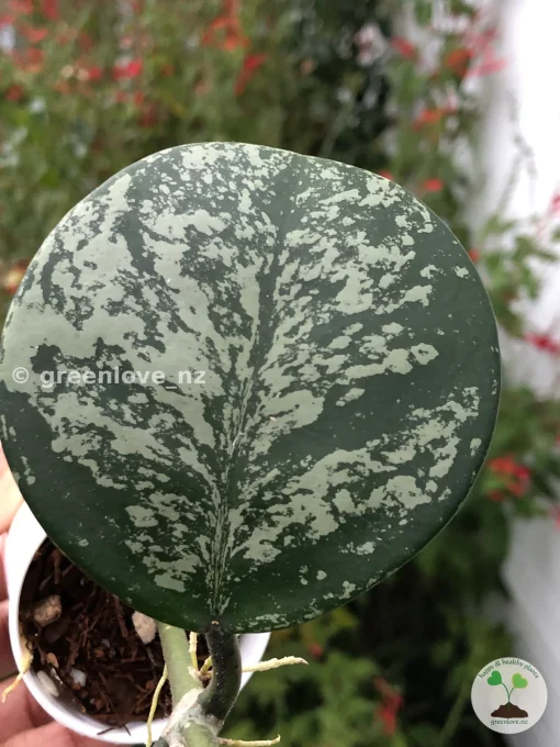 Hoya Obovata Silver Splash