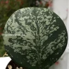 Hoya Obovata Silver Splash