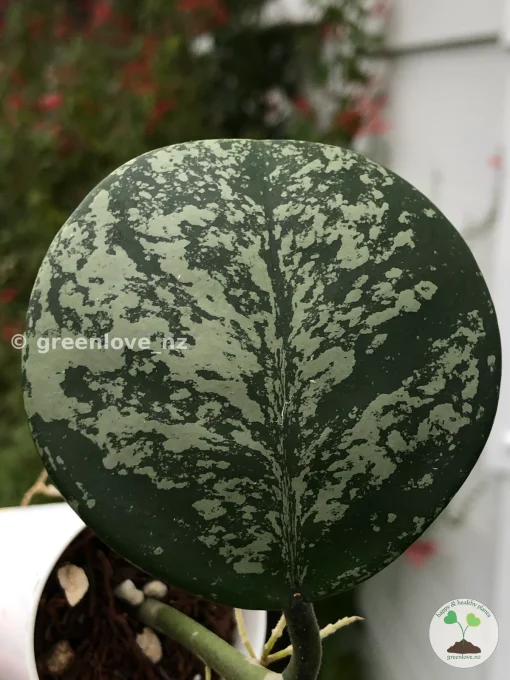 Hoya Obovata Silver Splash