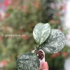 Hoya Obovata Silver Splash