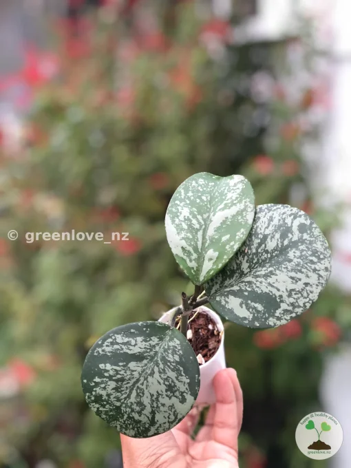 Hoya Obovata Silver Splash