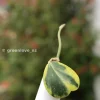 Hoya Kerrii Albo