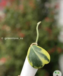 Hoya Kerrii Albo