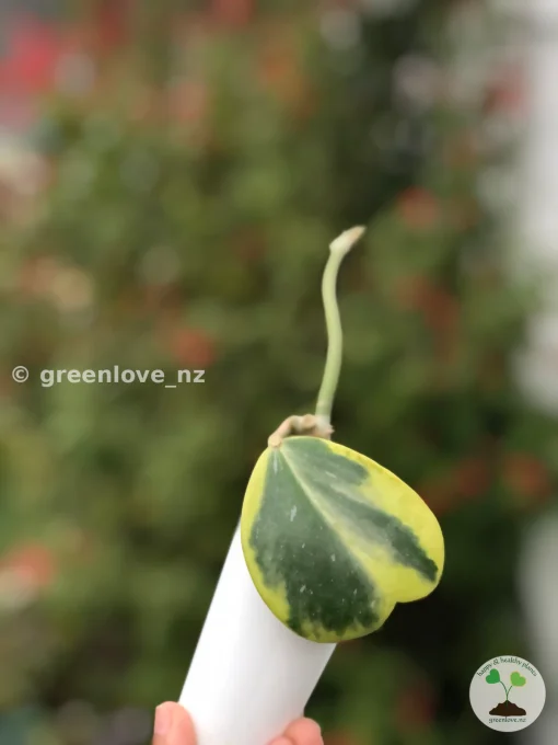 Hoya Kerrii Albo