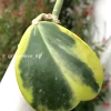 Hoya Kerrii Albo