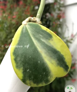 Hoya Kerrii Albo