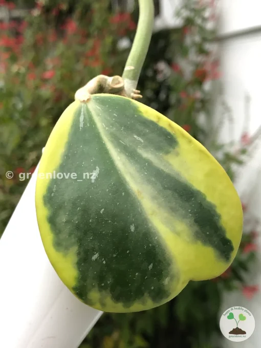 Hoya Kerrii Albo