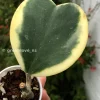 Hoya Kerrii Albo