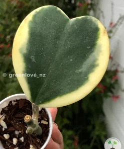 Hoya Kerrii Albo