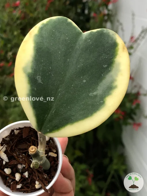 Hoya Kerrii Albo