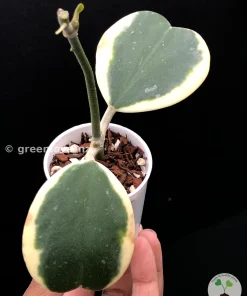 Hoya Kerrii Albo