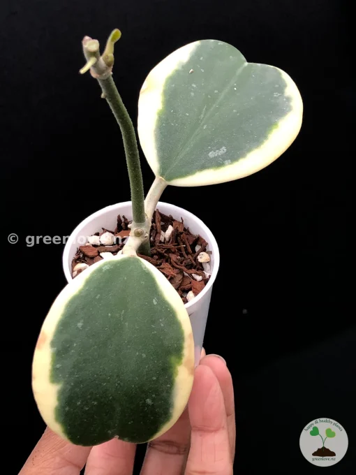 Hoya Kerrii Albo