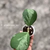 Hoya Kerrii Albo