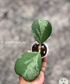 Hoya Kerrii Albo