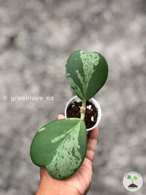 Hoya Kerrii Albo
