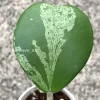 Hoya Kerrii Albo