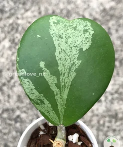 Hoya Kerrii Albo
