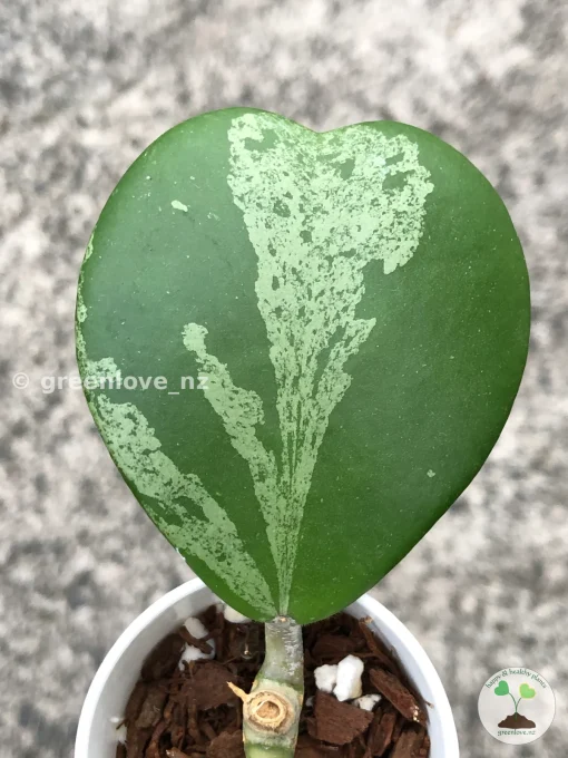 Hoya Kerrii Albo