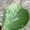 Hoya Kerrii Albo