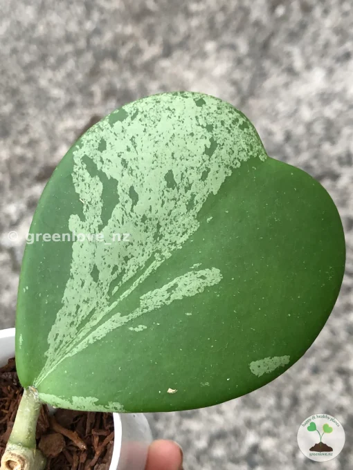 Hoya Kerrii Albo