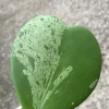 Hoya Kerrii Albo