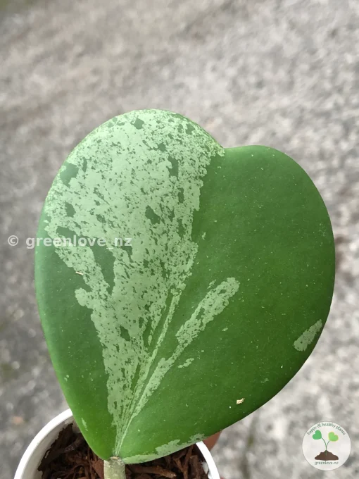 Hoya Kerrii Albo