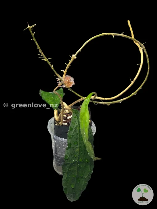 Hoya clemensiorum