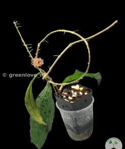 Hoya clemensiorum
