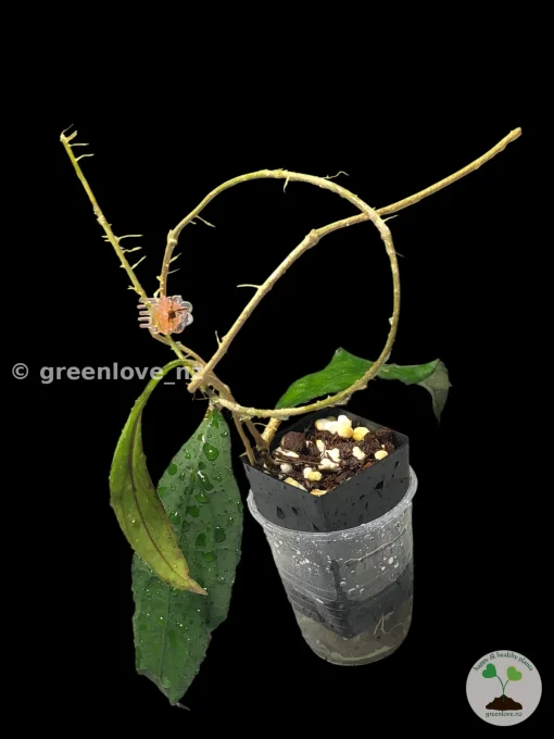 Hoya clemensiorum