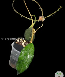 Hoya clemensiorum
