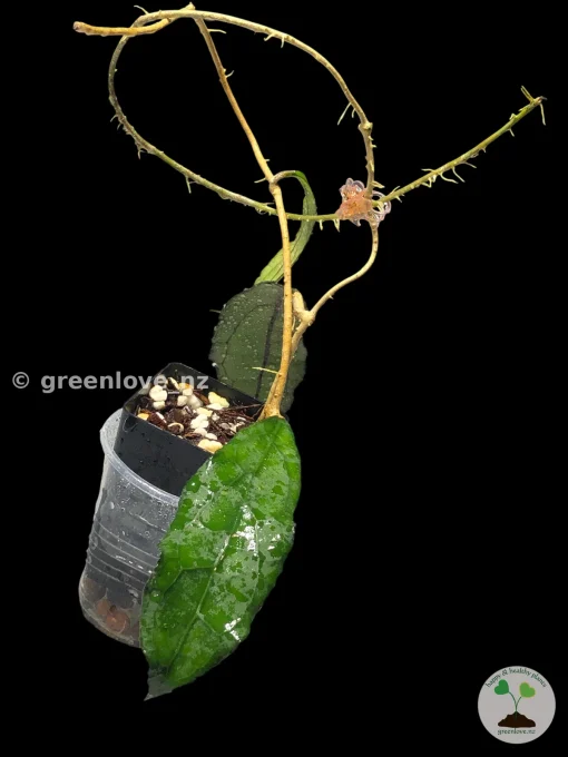 Hoya clemensiorum