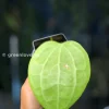 Buy Hoya Polystachya in New Zealand