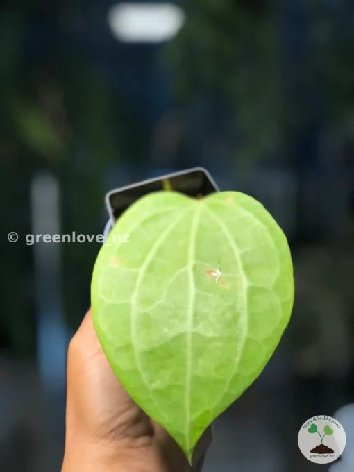 Buy Hoya Polystachya in New Zealand
