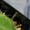 Hoya polystachya - Plant A