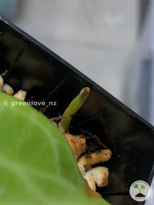 Hoya polystachya - Plant A