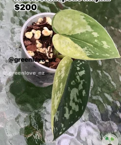 Rare Scindapsus Majika
