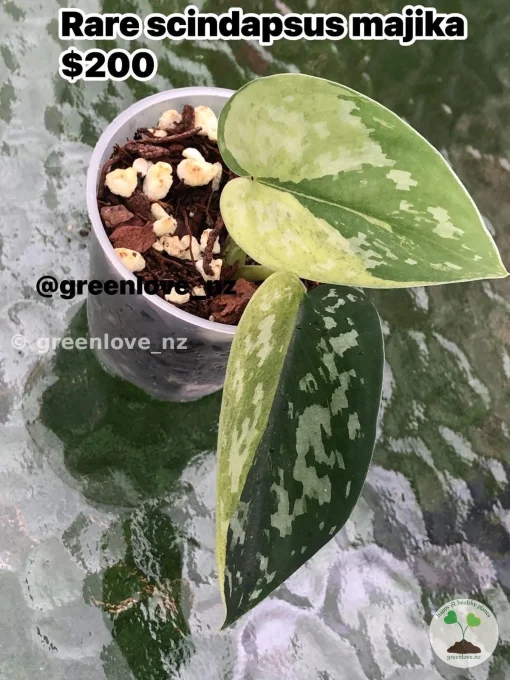 Rare Scindapsus Majika