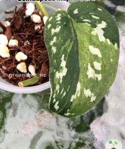 Rare Scindapsus Majika