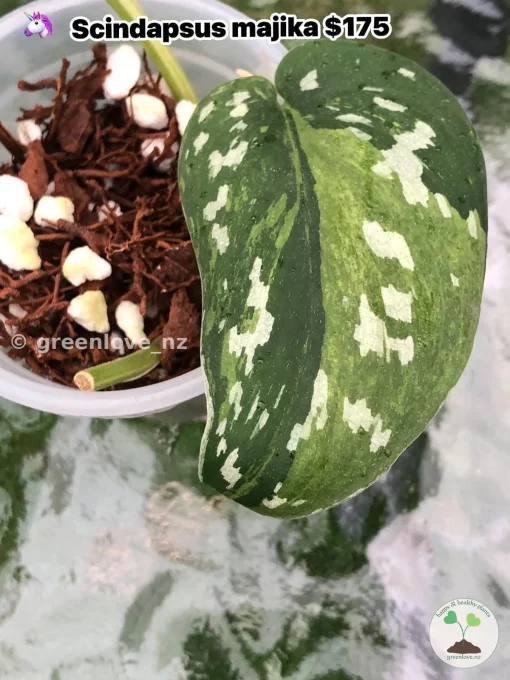 Rare Scindapsus Majika