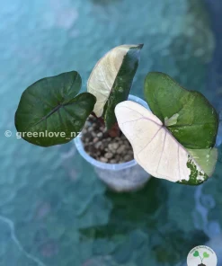 IMG_0756 Alocasia Yucatan Princess Pink Variegated