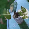 Alocasia Yucatan Princess Pink Variegated