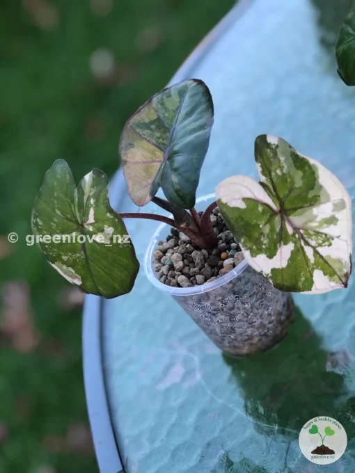 Alocasia Yucatan Princess Pink Variegated