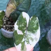 Alocasia Yucatan Princess Pink Variegated