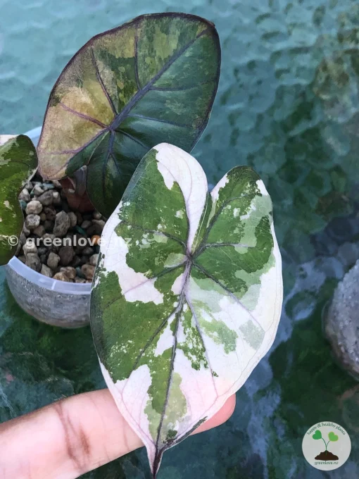Alocasia Yucatan Princess Pink Variegated