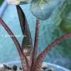 Alocasia Yucatan Princess Pink Variegated