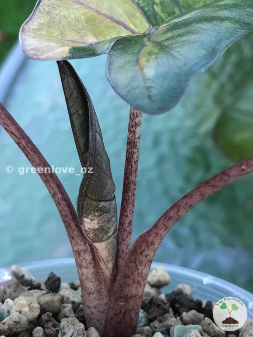 Alocasia Yucatan Princess Pink Variegated